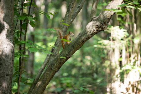 A squirrel poses gracefully while sitting on a sturdy tree branch in a lush forest setting,...