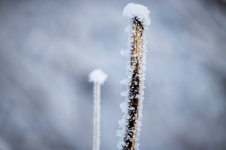 A slender stem, coated in a delicate layer of frost, stands tall against a blurred background of...