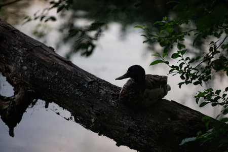 A duck sits on a fallen tree branch in the middle of a lake. The duck is silhouetted against the cloudy sky, with only its outline visible. High contrastの写真素材