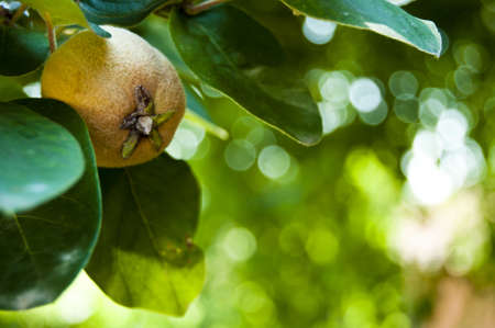 Quince fruitの写真素材