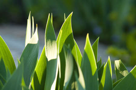 Iris leavesの写真素材