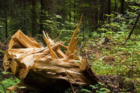 Cutted tree