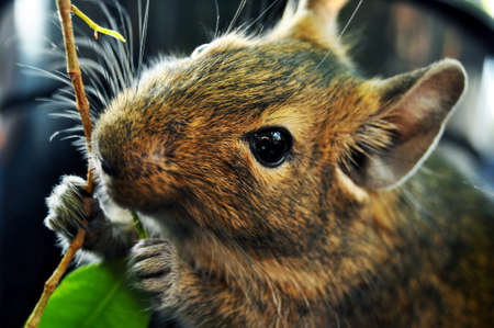 Squirrelの写真素材