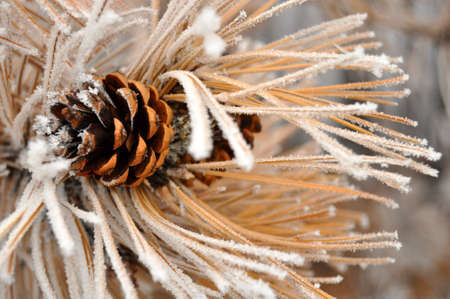 Pine coneの写真素材