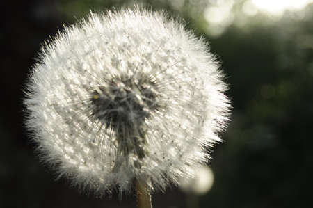 Dandelion