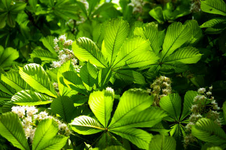 Detail of chestnut tree in spring.の写真素材
