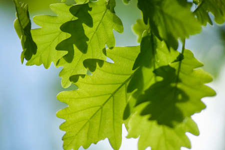Oak leaves in a bright sunny dayの写真素材