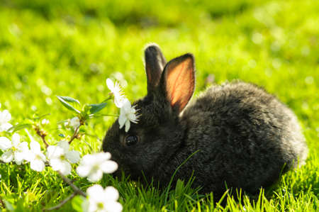 Black bunny in grass field with cherry flowersの写真素材