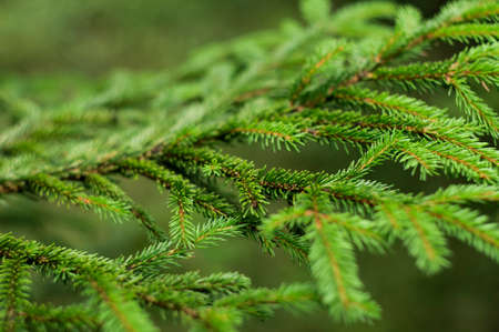Branch of spruce tree in the forest
