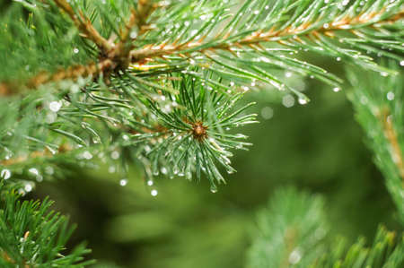 Branch of pinewood on a rainy dayの写真素材