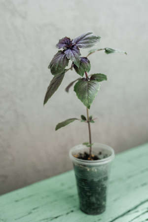 Garden grow vegetable. Eco. germinacionの写真素材