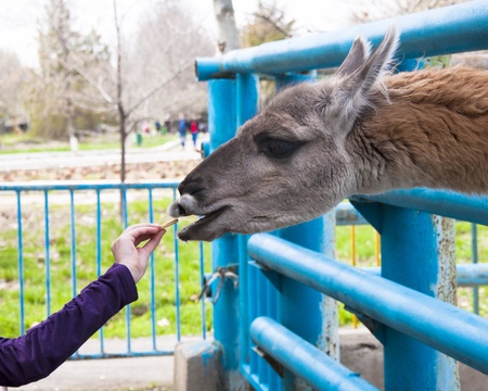 Lama takes food from hand 