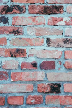 the background is an old tree with patches of ti fadingの写真素材