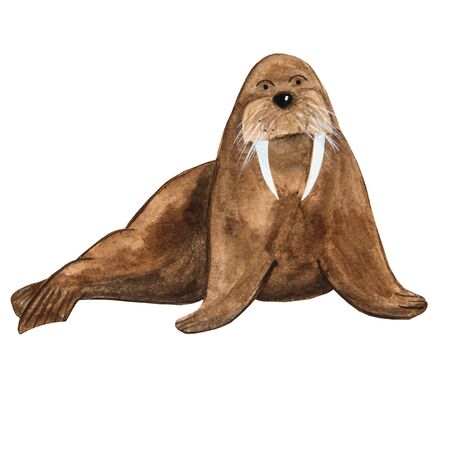 good brown walrus in watercolor with fangs in cartoon styleの写真素材