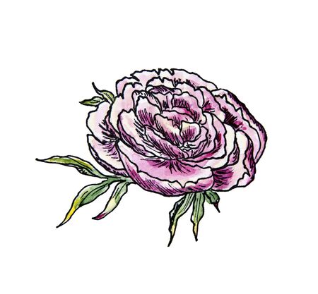 watercolor clipart lilac peonies with outlined buds and foliage on a white background sketchの写真素材