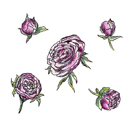 watercolor clipart lilac peonies with outlined buds and foliage on a white background sketchの写真素材