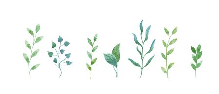 set green twigs clipart on a white background watercolorの写真素材