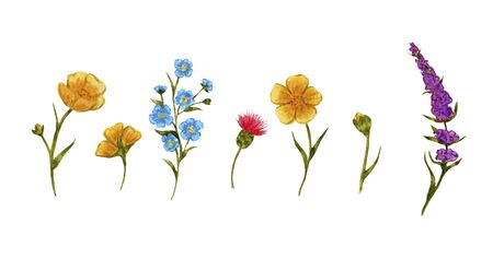 summer buttercups yellow, blue forget-me-nots, pink wildflowers, watercolor, set, borderの写真素材