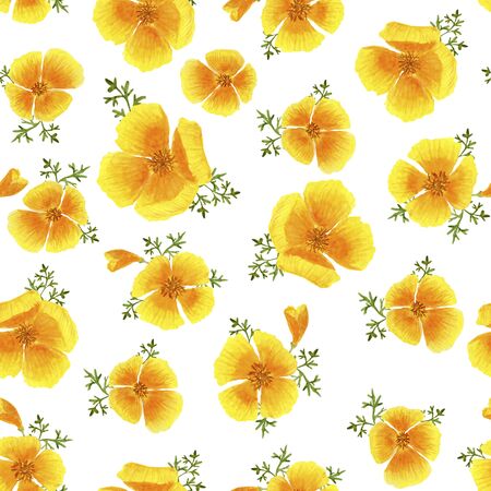 seamless pattern yellow Eschschólzia flowers on a white background watercolorの写真素材