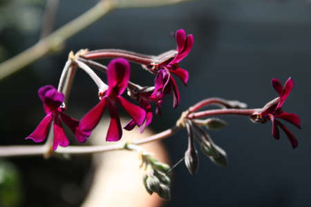 Close up of a purple pelargoniumの写真素材