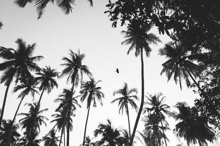 Hd, trip in goa 2019のeditorial素材