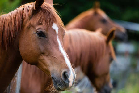 Horses up close on a farmの写真素材