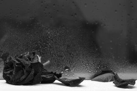 black and whiteの写真素材