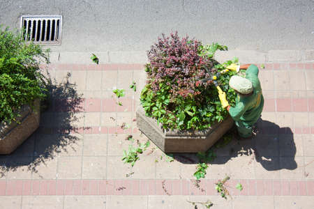 Belgrade, Serbia - August 4, 2016: The worker from Greenery Belgrade is trimming the bushes in concrete planters on the sidewalk.のeditorial素材