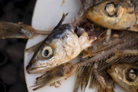 Heads and bones of eaten sardines on a plate, very healthy, tasty and cheap Mediterranean fish , a rich meal for the poorの写真素材