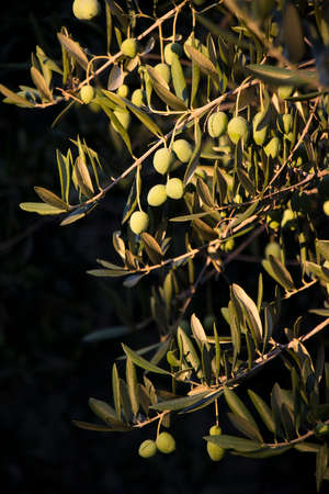 Detail of an olive tree in sunlight in Augustの写真素材