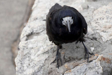 Old raven or crow, common city black bird, looking at camera, close upの写真素材