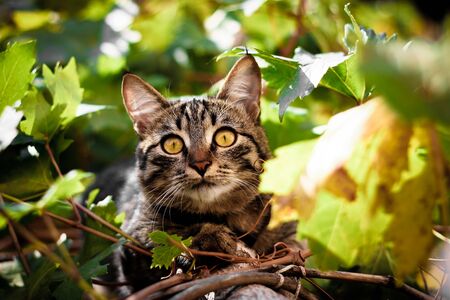 a Cat enjoying himself in grapevine in the morning sunshineの写真素材