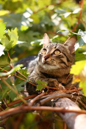 a Cat enjoying himself in grapevine in the morning sunshineの写真素材