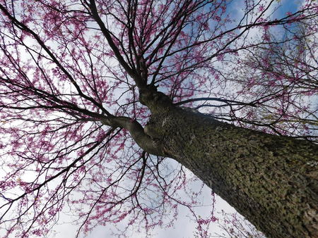 Tall tree trunk from bottomの写真素材