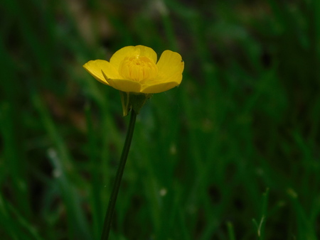 buttercup closeupの写真素材