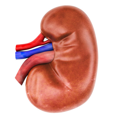 Human Kidney, 3D rendering isolated on white background