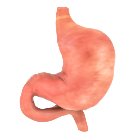 Human stomach, 3D rendering isolated on white backgroundの写真素材