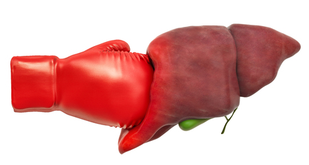 Pain in liver, liver disease concept. Human liver with boxing glove. 3D rendering isolated on white backgroundの写真素材