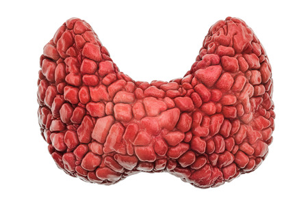 Realistic human thyroid, 3D rendering isolated on white backgroundの写真素材