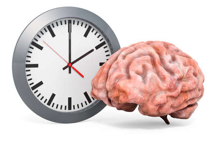 Human brain with wall clock, 3D rendering isolated on white backgroundの写真素材