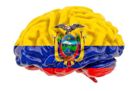 Human brain with Ecuadorian flag. Scientific research and education in Ecuador concept, 3D rendering isolated on white backgroundの写真素材