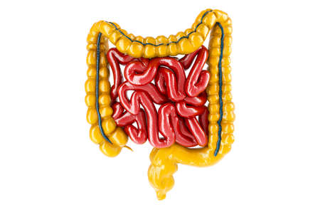 Human intestines, glossy yellow color. 3D rendering isolated on white background