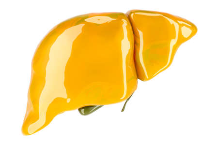 Human liver with gallbladder, glossy yellow color. 3D rendering isolated on white backgroundの写真素材