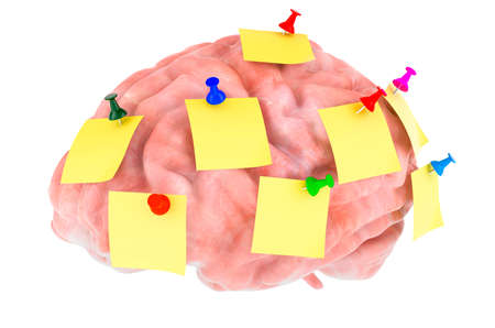 Human Brain with sticky notes, 3D rendering isolated on white background
