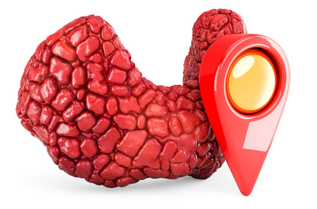 Human thyroid with map pointer, 3D rendering isolated on white backgroundの写真素材