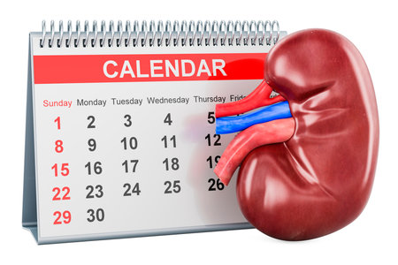 Human Kidney with desk calendar, 3D rendering isolated on white backgroundの写真素材