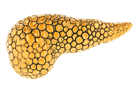 Golden Pancreas, 3D rendering isolated on white backgroundの写真素材