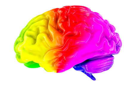 Colorful Human Brain, 3D rendering isolated on white backgroundの写真素材