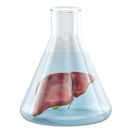 Growing Human Liver, organ culture in vitro. 3D rendering isolated on white backgroundの写真素材