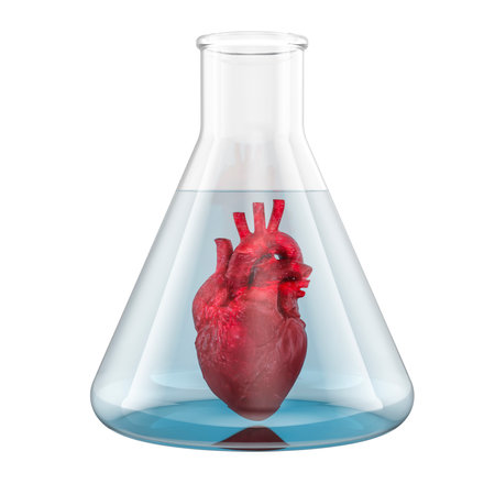 Growing Human Heart, organ culture in vitro. 3D rendering isolated on white backgroundの写真素材